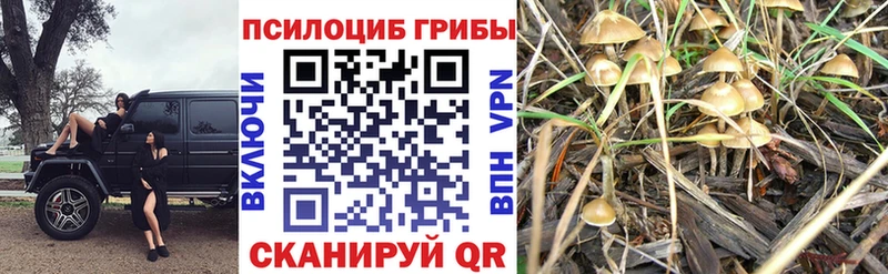 Галлюциногенные грибы MAGIC MUSHROOMS  Шилка 